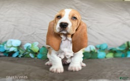 Basset Hound dogs for sale: Sally - Image 3