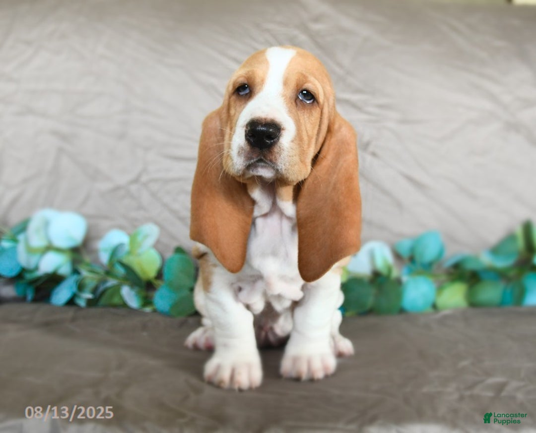 Basset Hound dogs for sale: Sally - Image 3