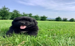 Newfoundland dogs for sale: Dallas - Image 7