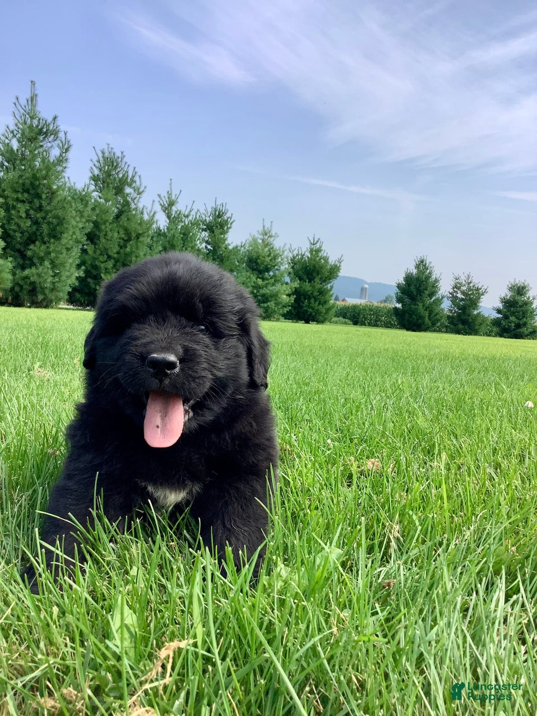 Newfoundland dogs for sale: Dallas - Image 7
