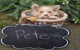 Pomsky dogs for sale: Pete - Image 2