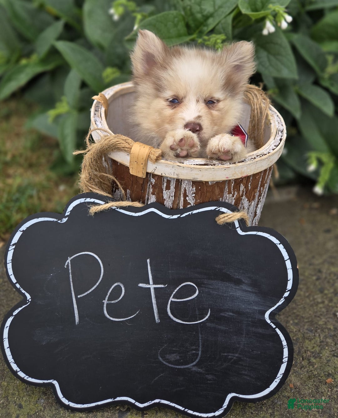 Pomsky dogs for sale: Pete - Image 2
