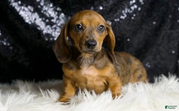 Miniature Dachshund dogs for sale: Slinkey - Image 6