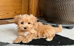 Maltipoo dogs for sale: Cody - Image 15