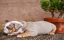English Bulldog dogs for sale: Micah - Image 3