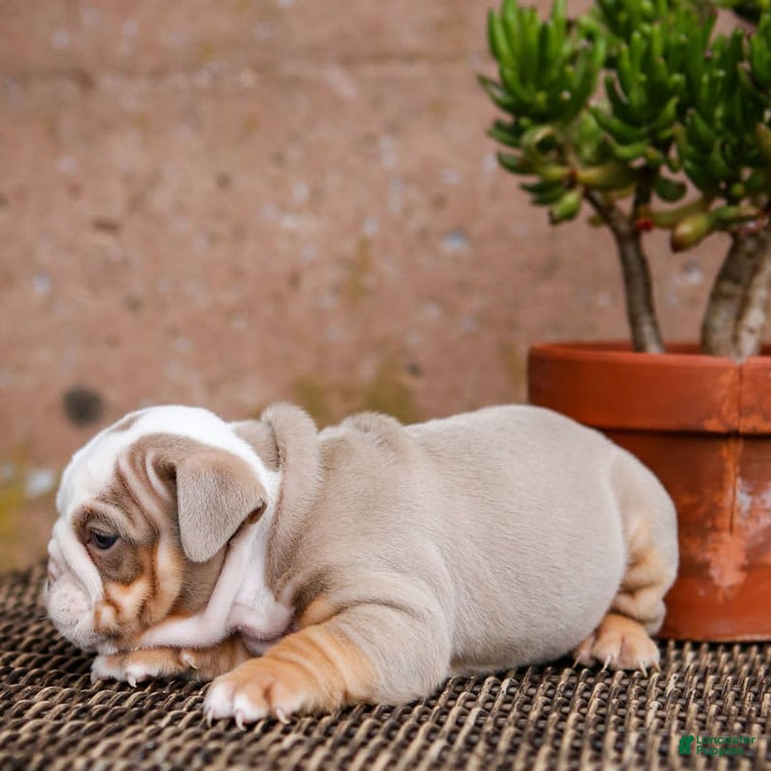 English Bulldog dogs for sale: Micah - Image 3