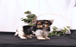 Biewer Terrier dogs for sale: Addie Extra Small - Image 2
