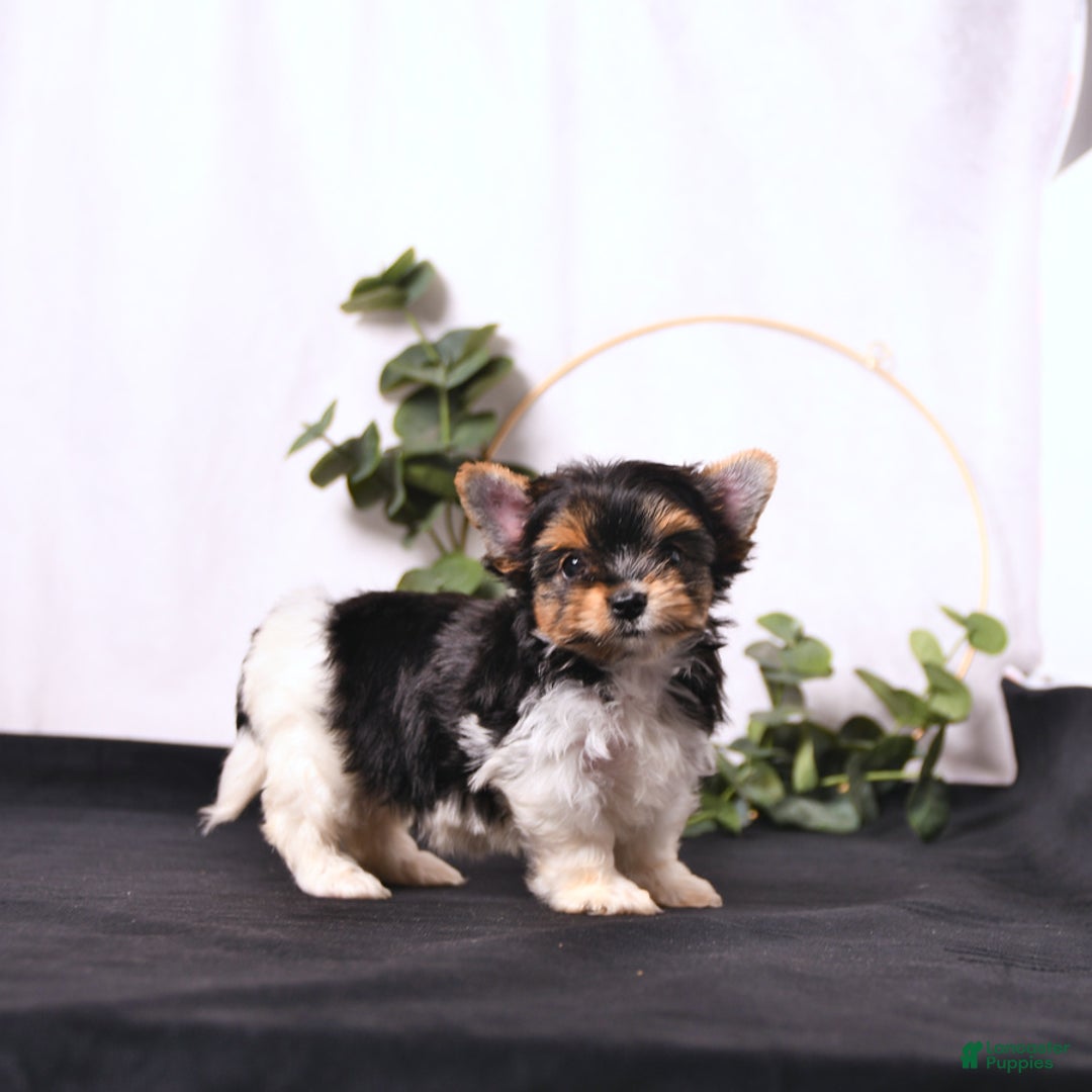 Biewer Terrier dogs for sale: Addie Extra Small - Image 2