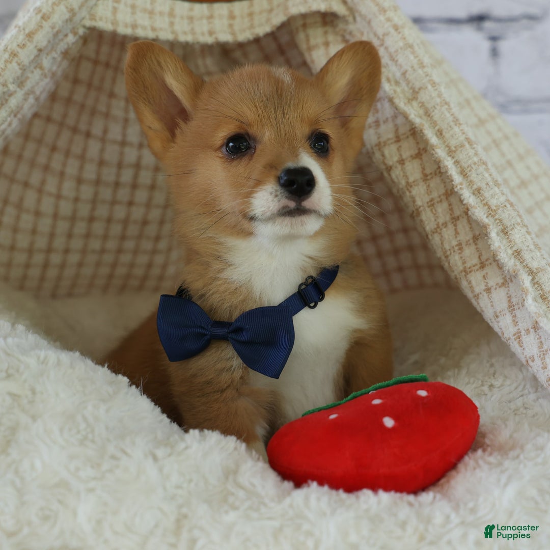 Welsh Corgi Pembroke dogs for sale: Gilbert - Image 11