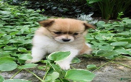 Pomeranian dogs for sale: Amber - Image 6