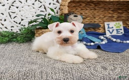Miniature Schnauzer dogs for sale: Callum - Image 3