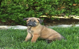 Belgian Malinois dogs for sale: Leo - Image 1