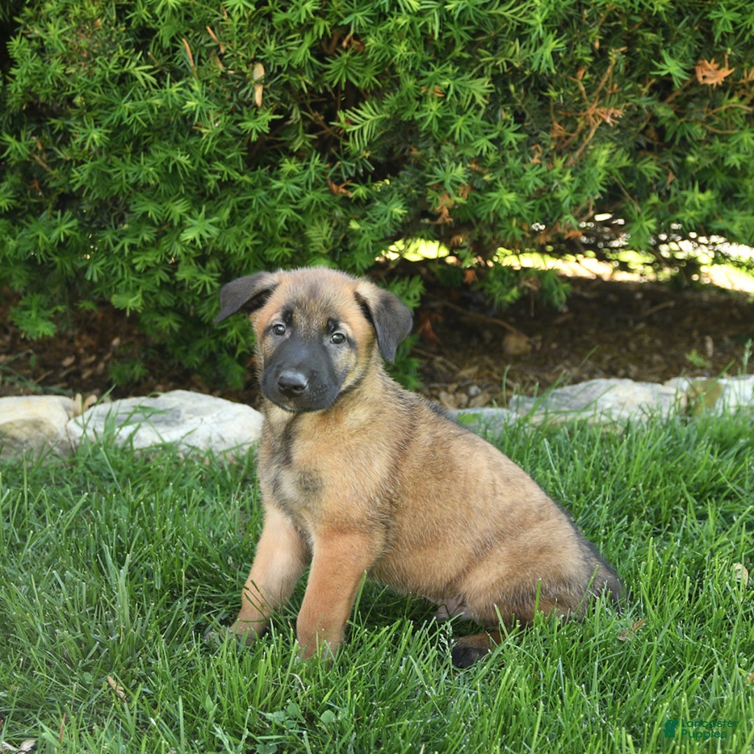 Belgian Malinois dogs for sale: Leo - Image 1