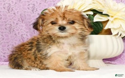 Yochon dogs for sale: Mia - Image 6