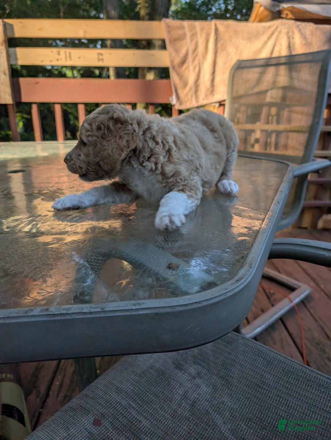 Goldendoodle dogs for sale: Jason - Image 1