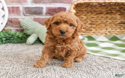 Miniature Poodle dogs for sale: Rico - Image 9