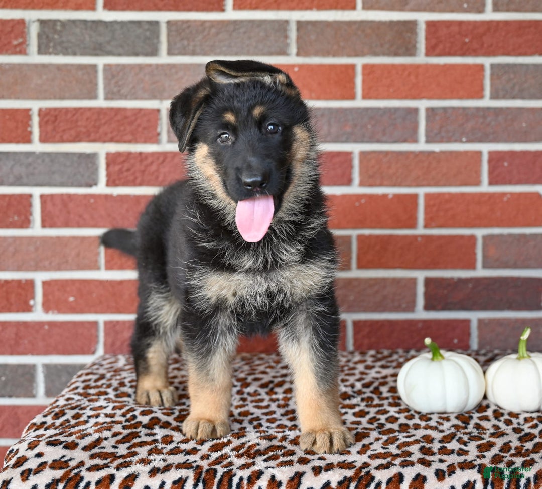 German Shepherd dogs for sale: Bailey - Image 9