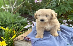 Goldendoodle dogs for sale: Jasmine - Image 7