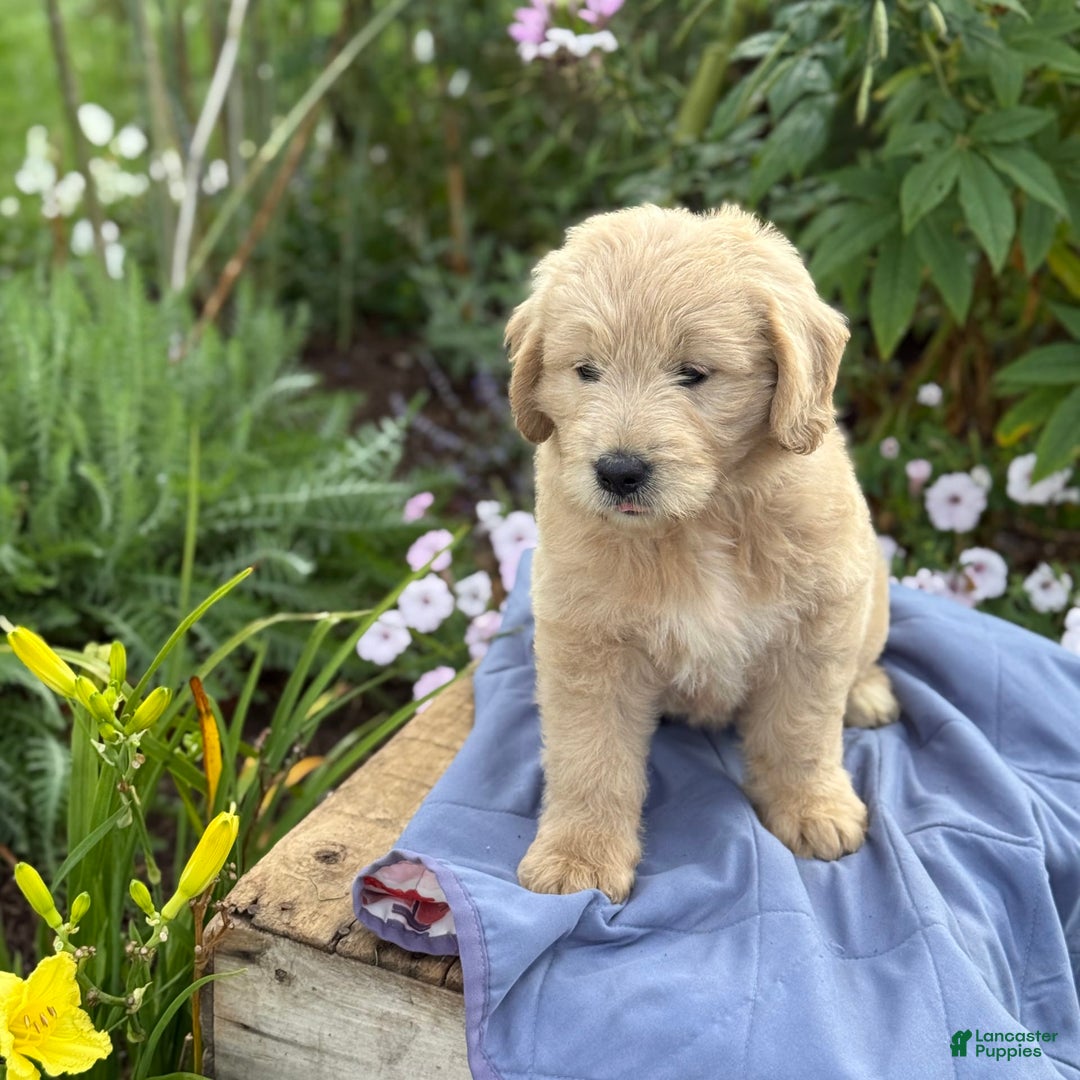 Goldendoodle dogs for sale: Jasmine - Image 7