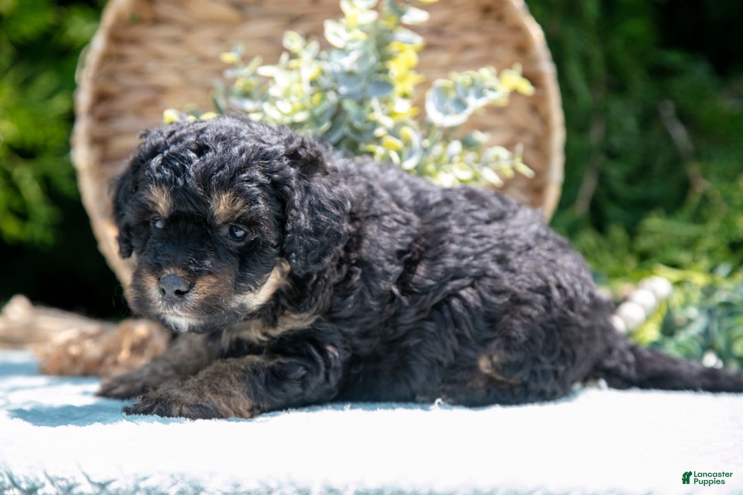Mini Bernedoodle dogs for sale: Kairo - Image 3
