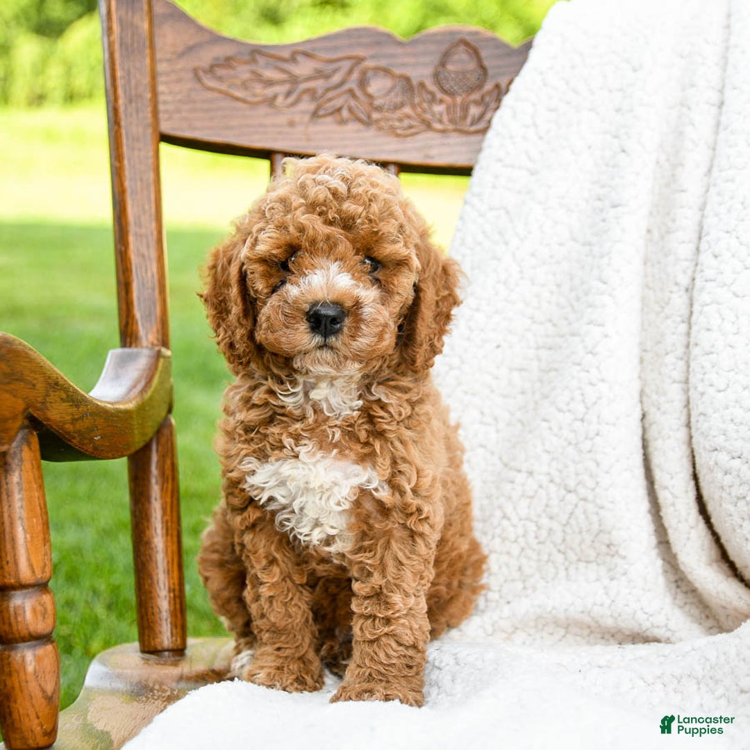 Toy Poodle dogs for sale: Moose - Image 2
