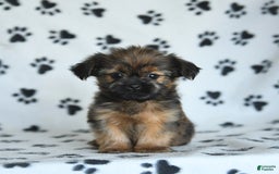 Shorkie dogs for sale: Huck - Image 1