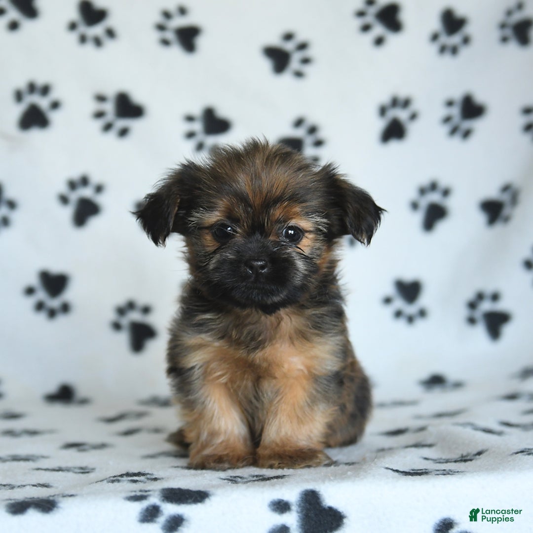 Shorkie dogs for sale: Huck - Image 1