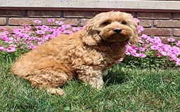 Cockapoo dogs for sale: Oscar - Image 5