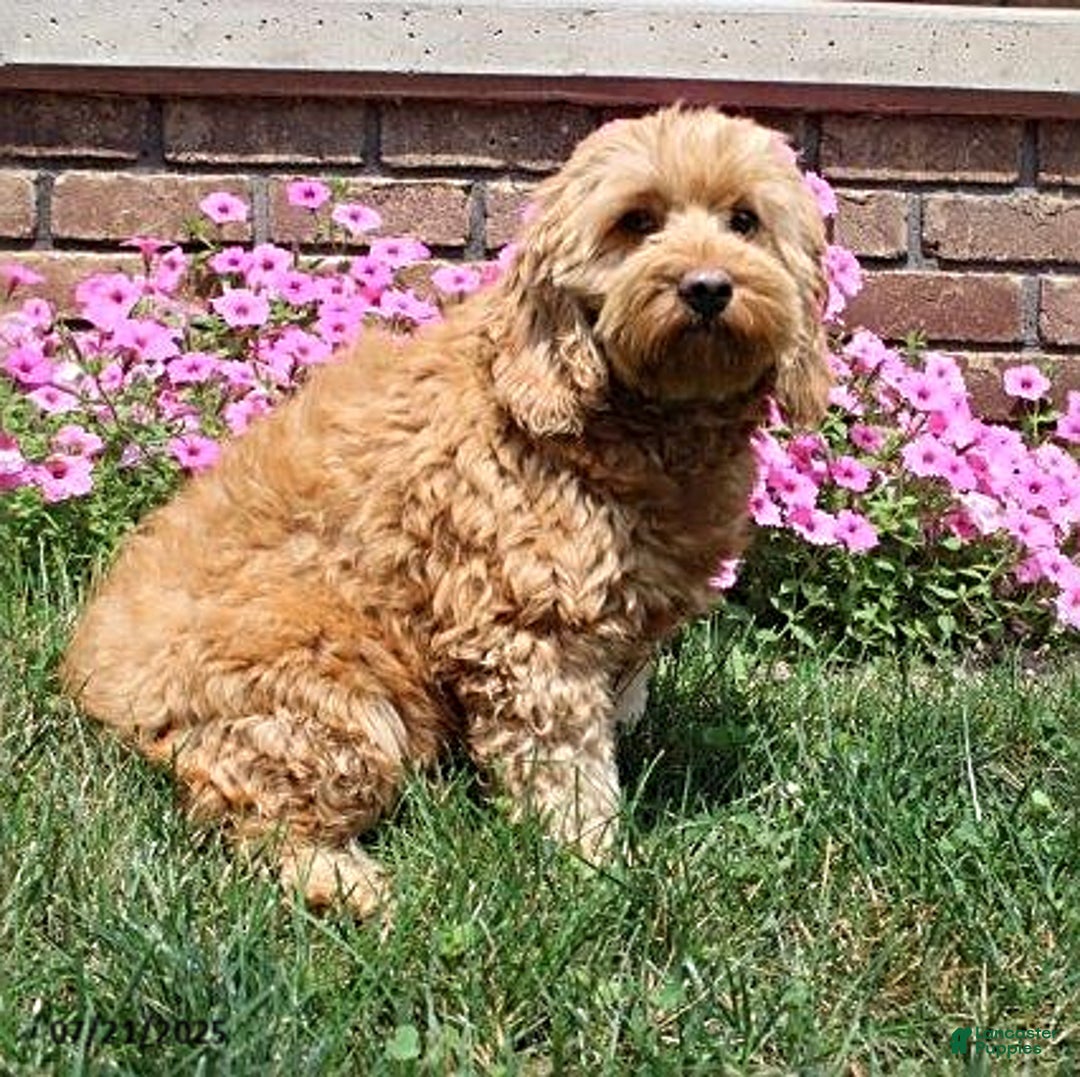 Cockapoo dogs for sale: Oscar - Image 5