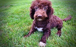 Havapoo dogs for sale: Teddy - Image 18