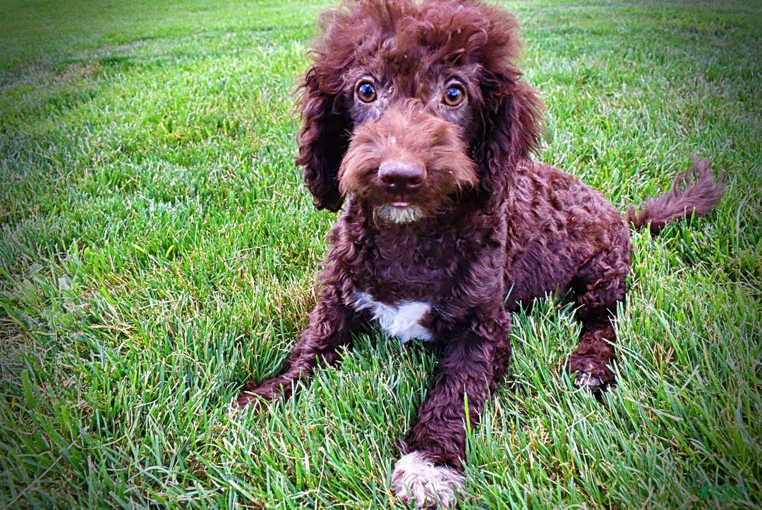 Havapoo dogs for sale: Teddy - Image 18