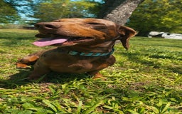 Dachshund dogs for sale: Tilly - Image 4