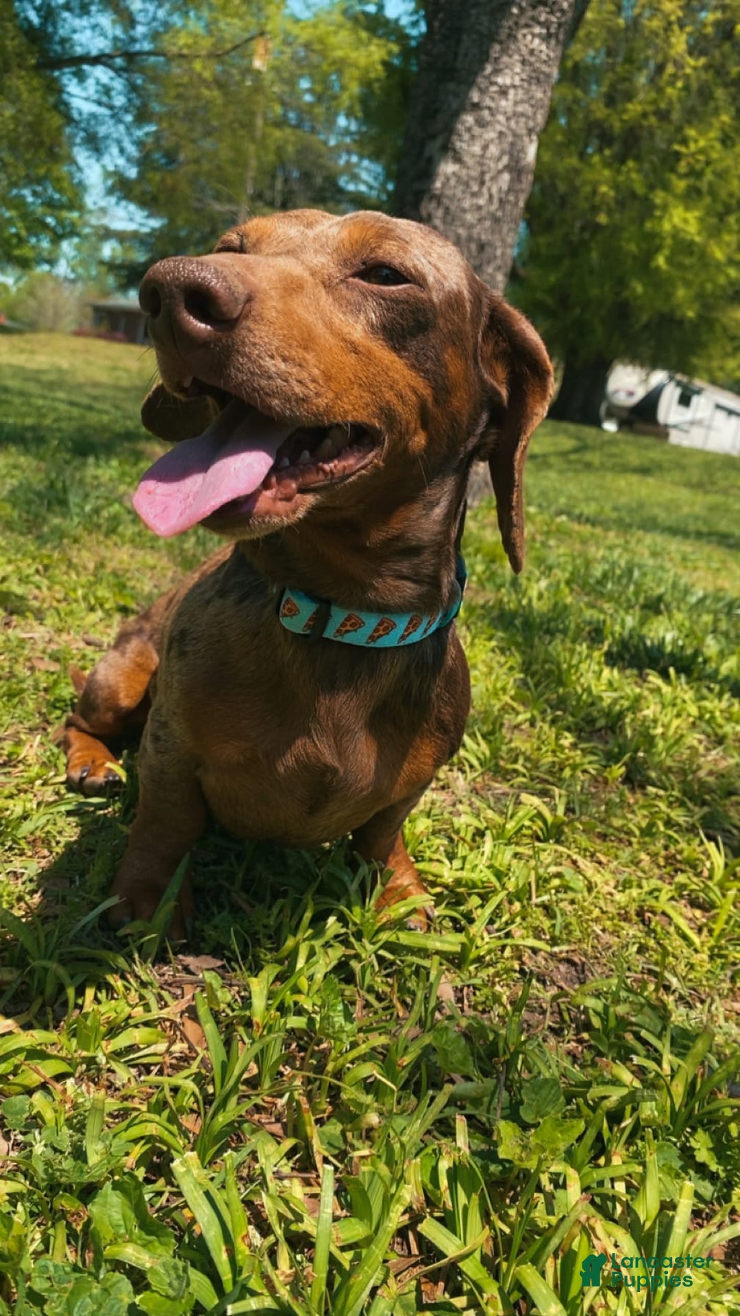 Dachshund dogs for sale: Tilly - Image 4