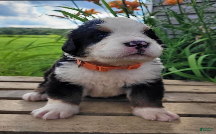 Bernese Mountain Dog dogs - Advert 3