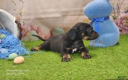 Catahoula Leopard Dog dogs for sale: Juliet 2025 M8 Catahoula Puppy - Image 10