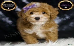 Toy Poodle dogs for sale: Rebecca - Image 1