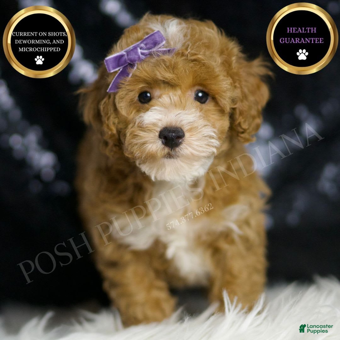 Toy Poodle dogs for sale: Rebecca - Image 1