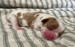 Cavalier King Charles Spaniel dogs for sale: Thomas - Image 5
