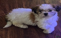 Teddy Bear dogs for sale: Noname - Image 3