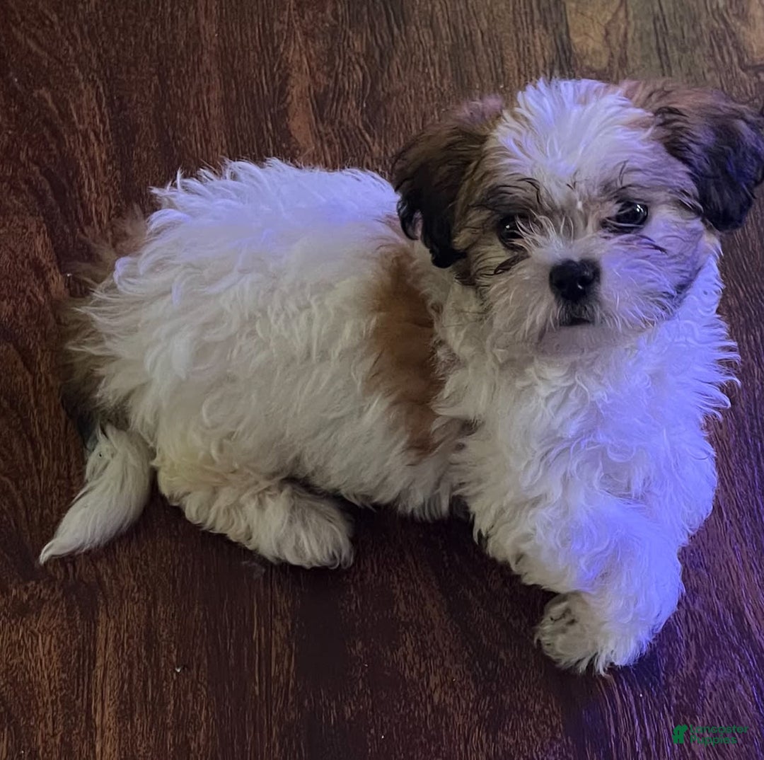 Teddy Bear dogs for sale: Noname - Image 3