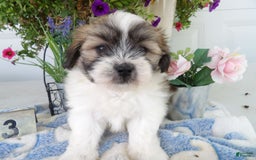 Teddy Bear dogs for sale: Melody - Image 3