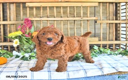 Mini Goldendoodle dogs for sale: Penny - Image 3