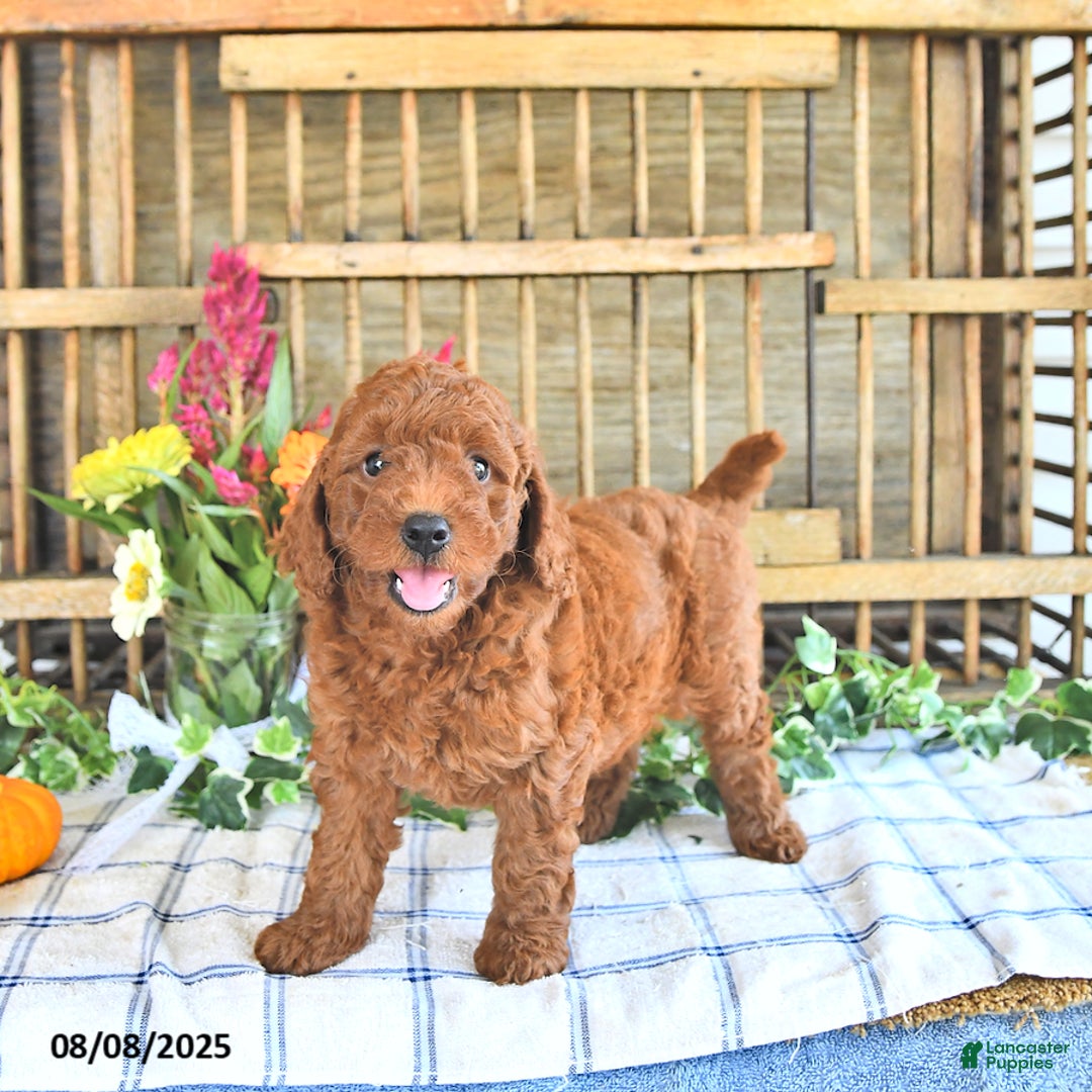 Mini Goldendoodle dogs for sale: Penny - Image 3
