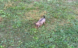 Chihuahua dogs for sale: Remi - Image 9