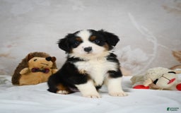 Miniature Australian Shepherd dogs for sale: Trixie - Image 7