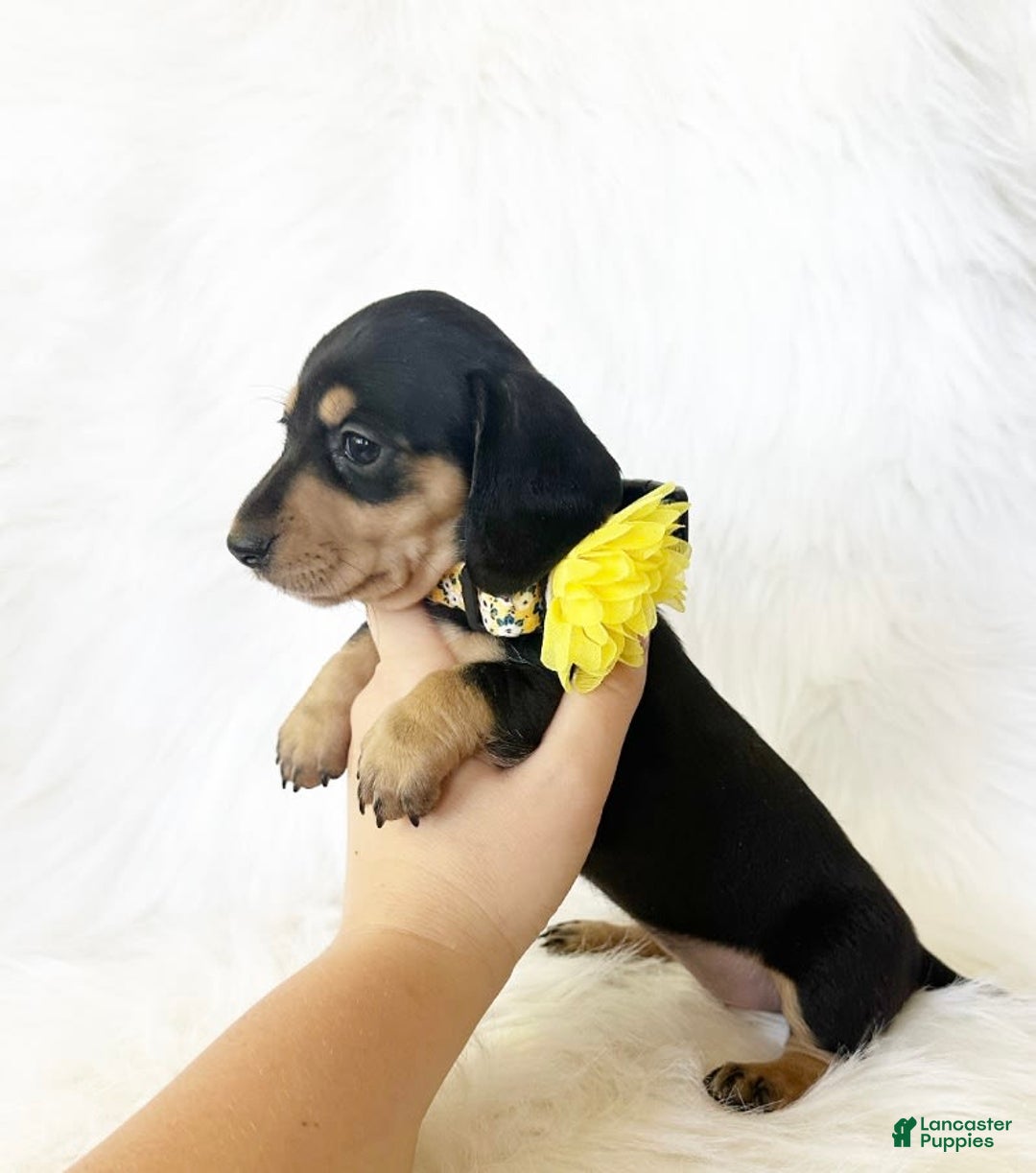 Miniature Dachshund dogs for sale: Akc Sadie - Image 7