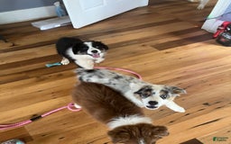 Australian Shepherd dogs for sale: Jojo - Image 2