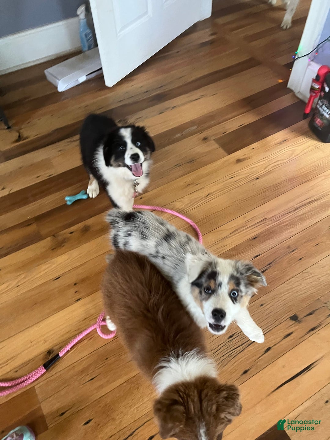 Australian Shepherd dogs for sale: Jojo - Image 2