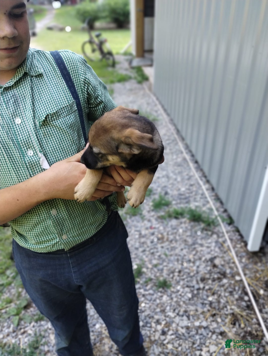Norwegian Elkhound dogs for sale: Rosie - Image 4