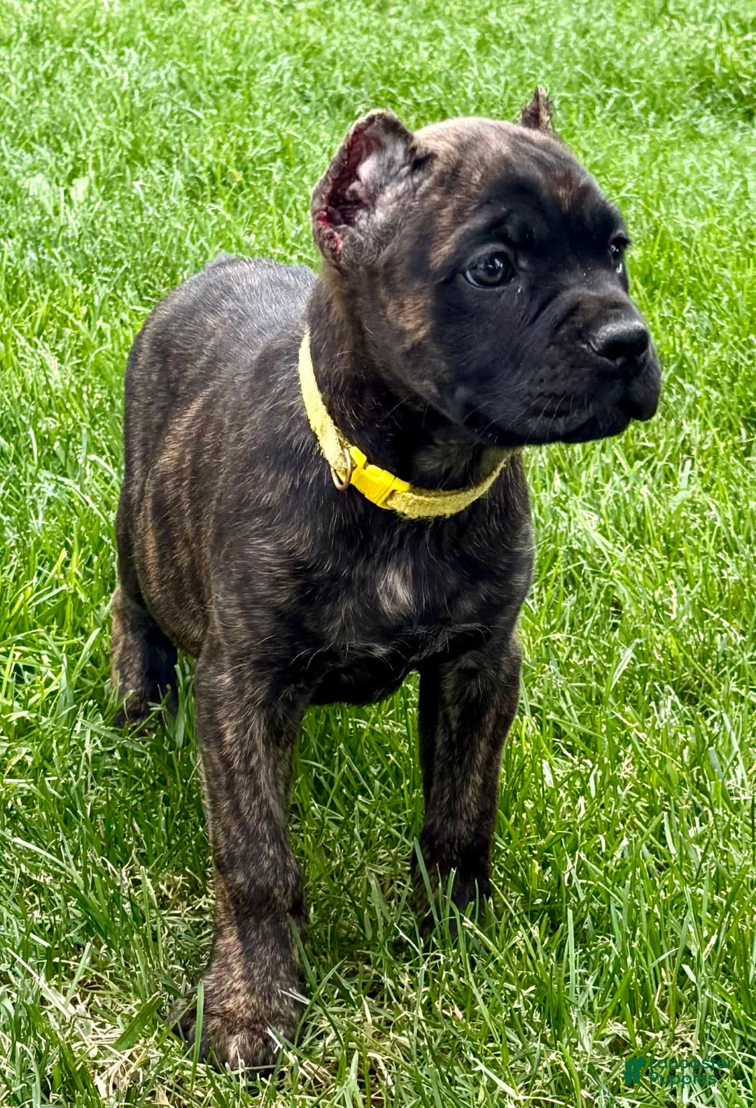 Cane Corso dogs for sale: Bridget - Image 6